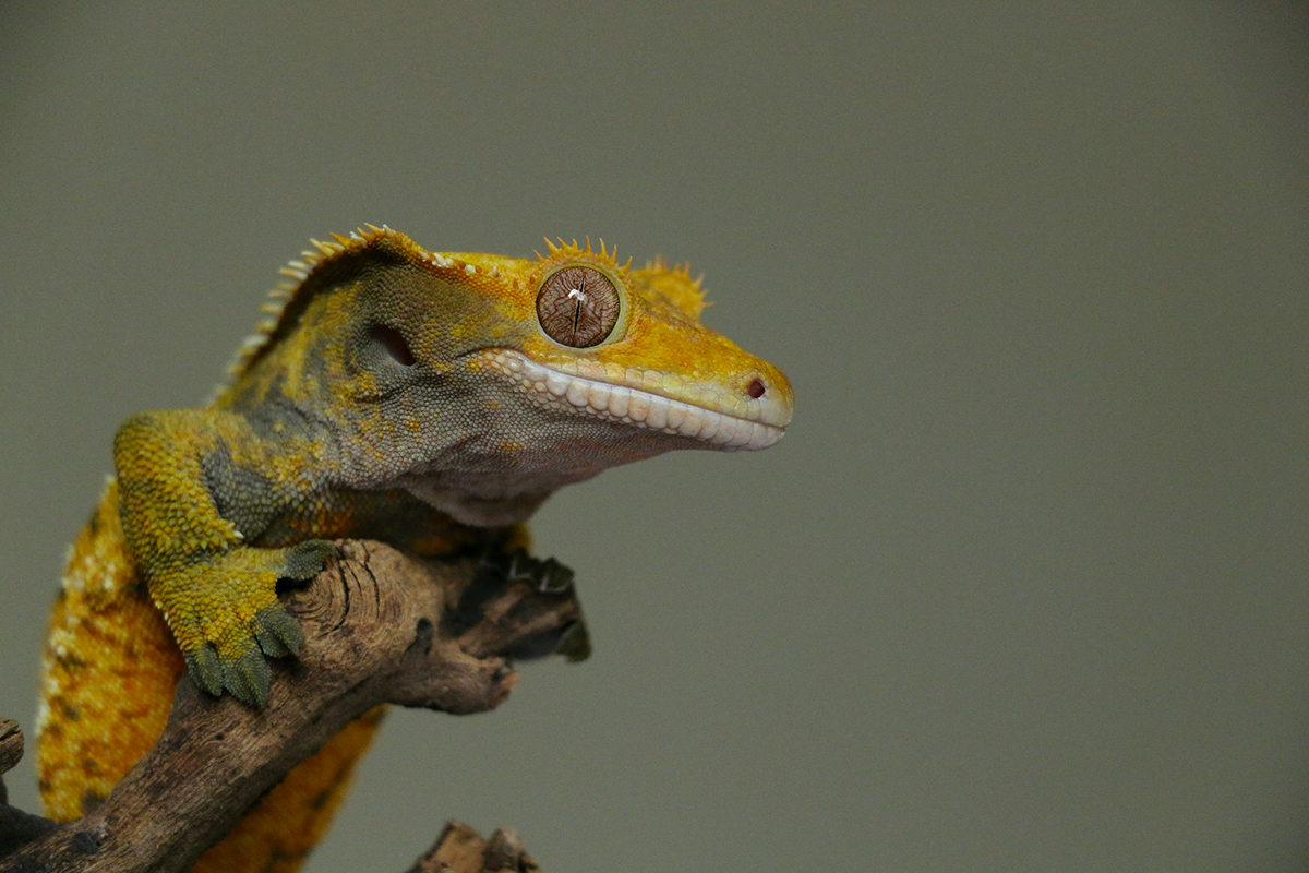 Crested Gecko